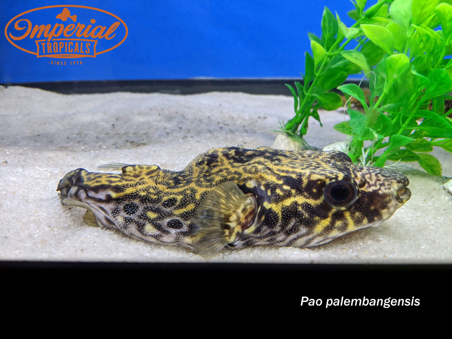 Dragon Puffer