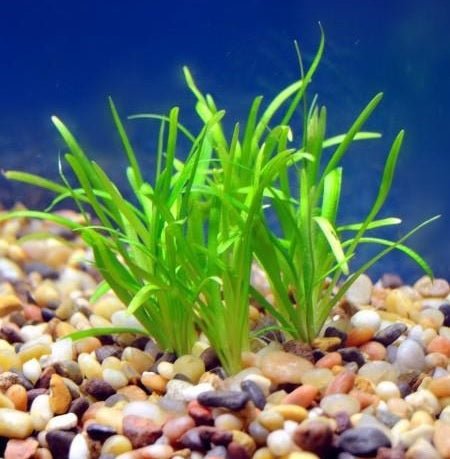 Low Light Plant Starter Combo Pack - 3 Easy to Keep Plants!
