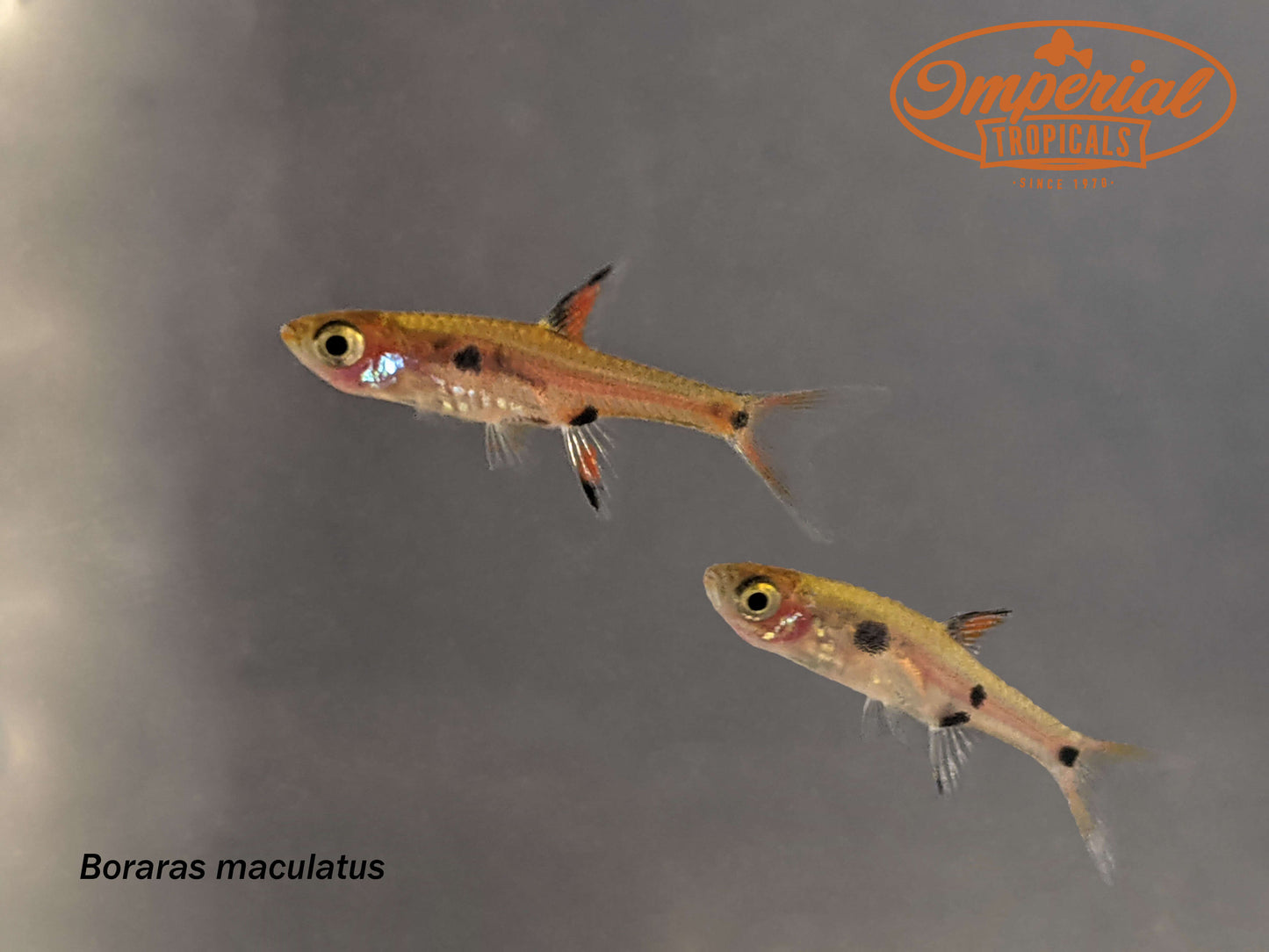 Dwarf Rasbora (Boraras maculatus)