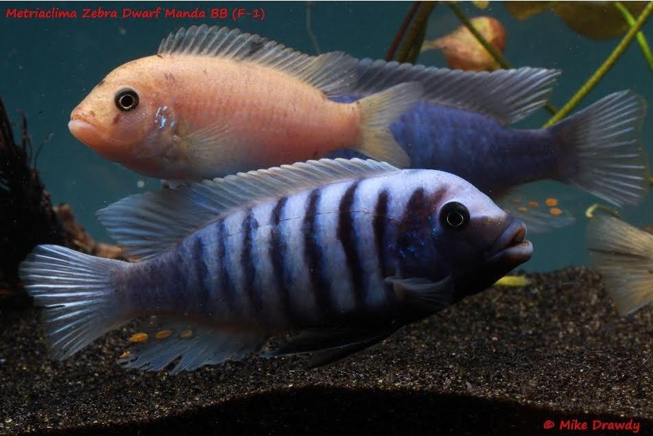 Zebra Dwarf Manda (Metriaclima sp.) - Imperial Tropicals