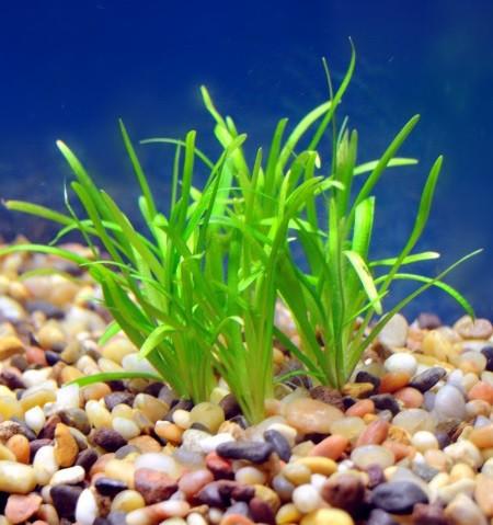 Dwarf Sagittaria - Imperial Tropicals