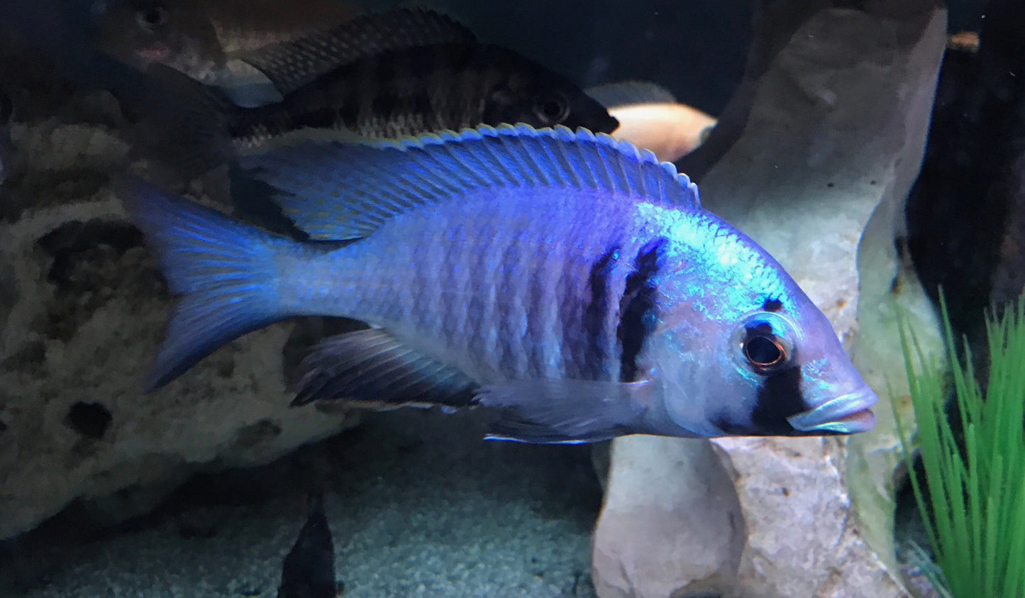 Deep Water Hap (Placidochromis electra) - Imperial Tropicals