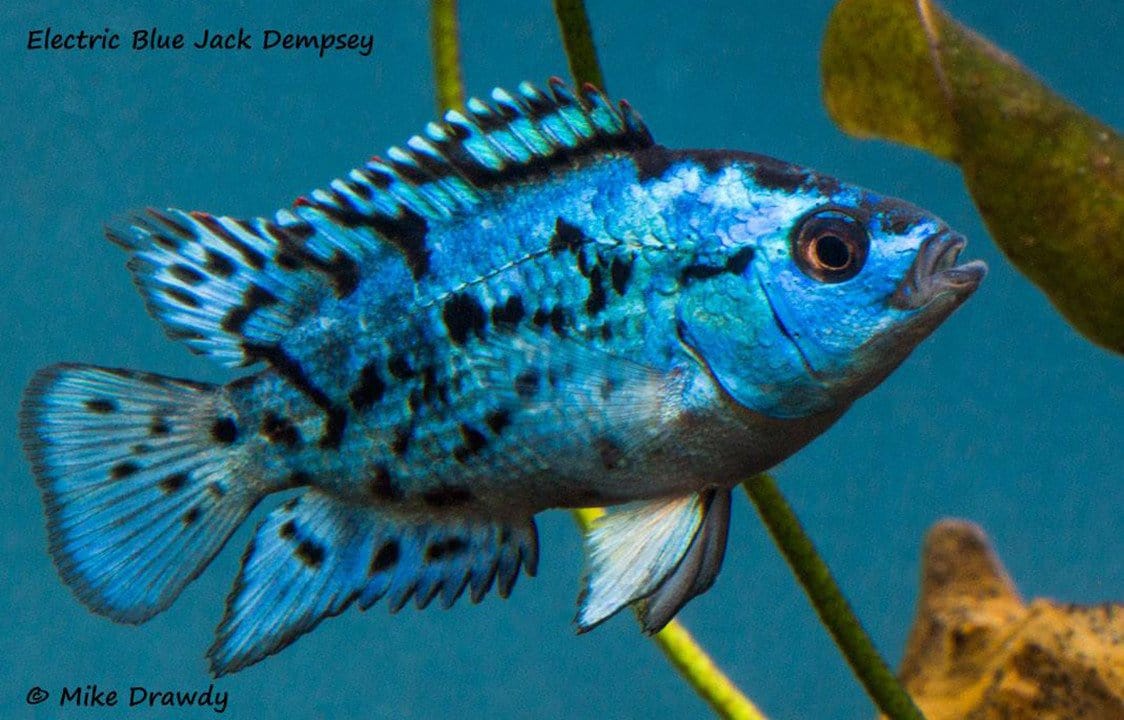 Electric Blue Jack Dempsey (Rocio octofasciata) - Imperial Tropicals