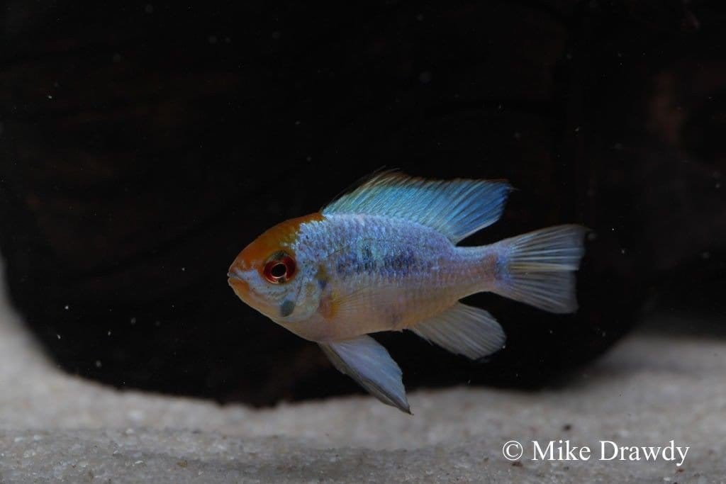 Electric Blue Ram (Mikrogeophagus ramirezi) - Imperial Tropicals