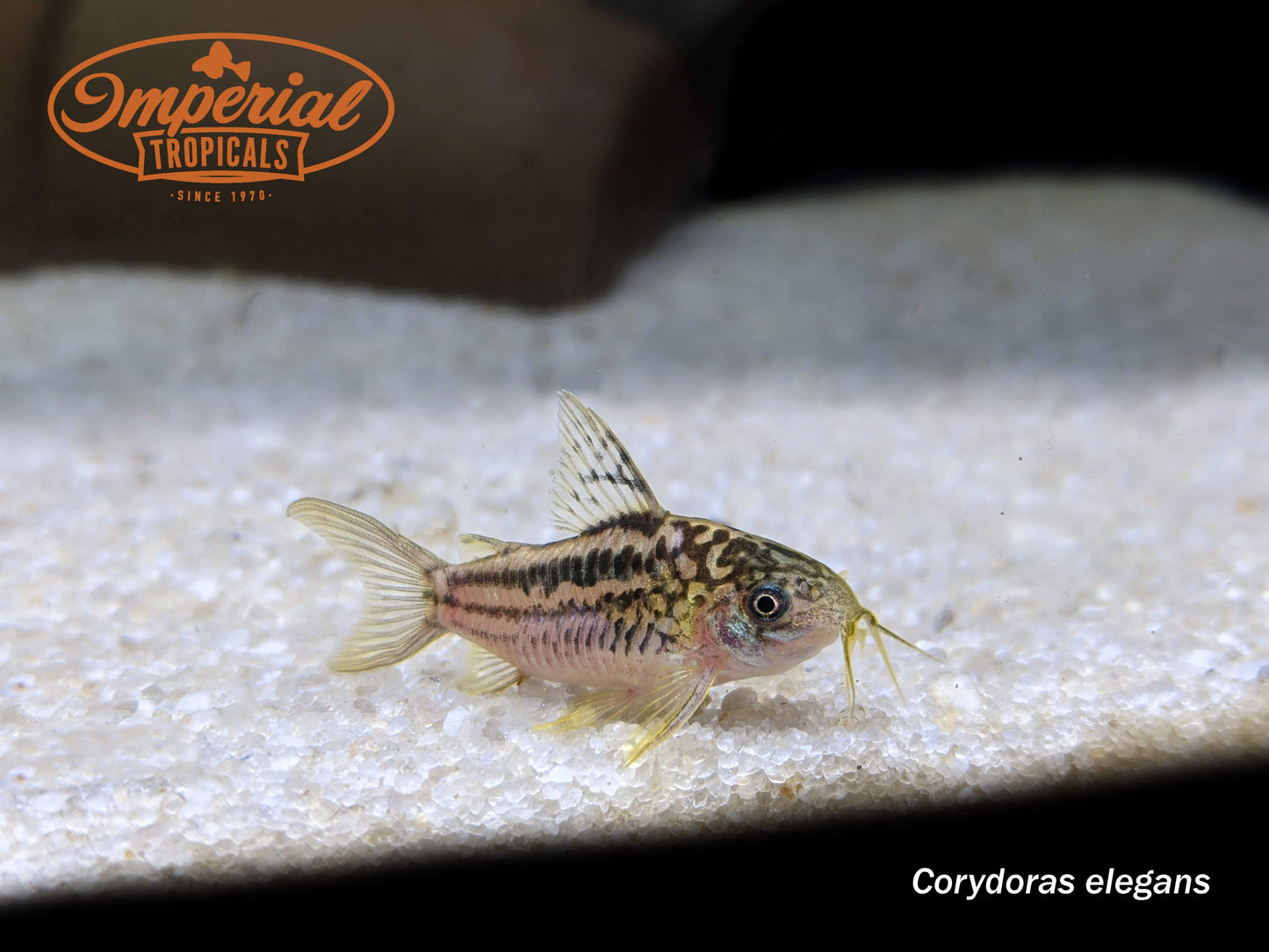 Elegant Corydoras