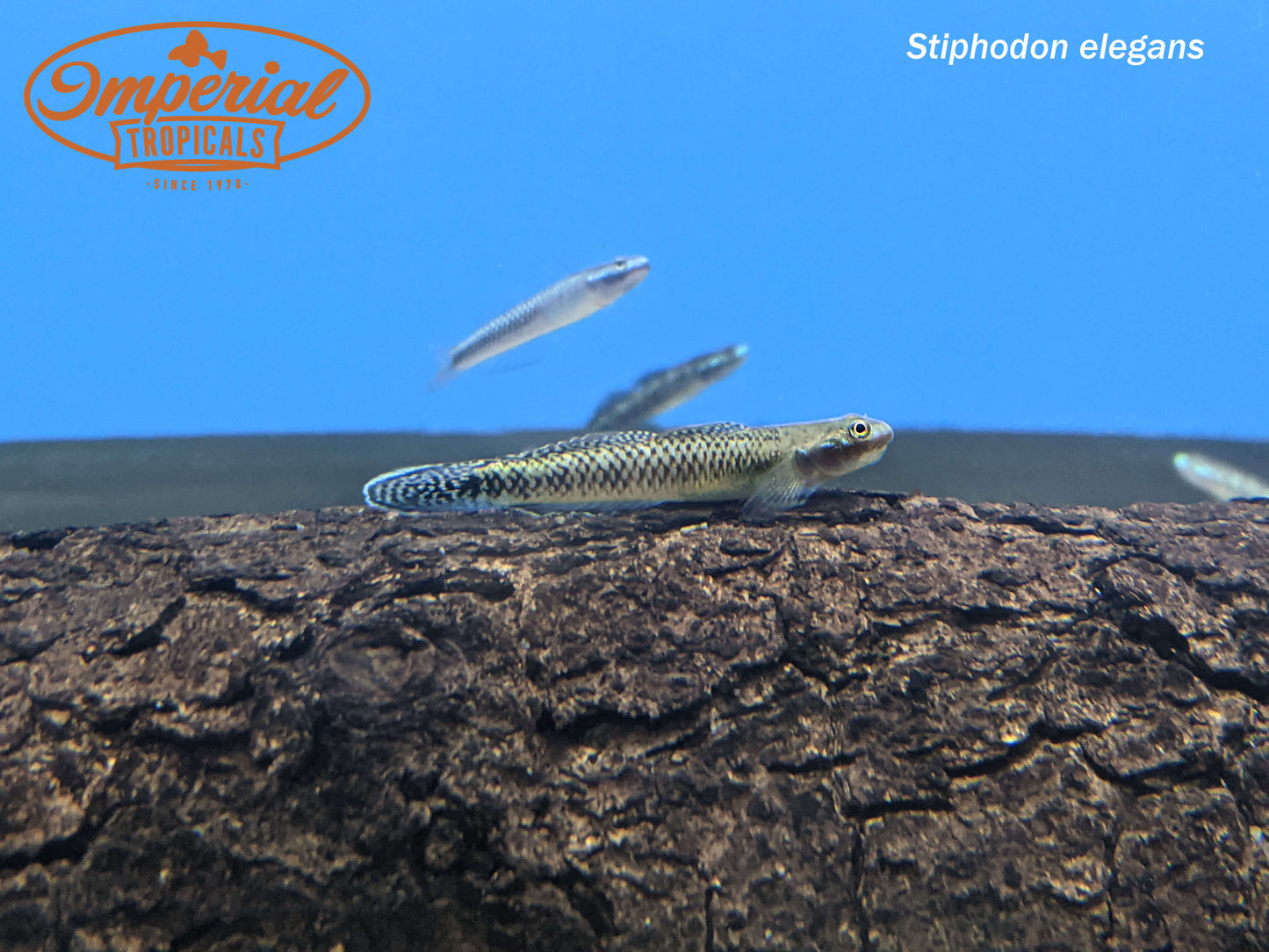 Elegant Goby