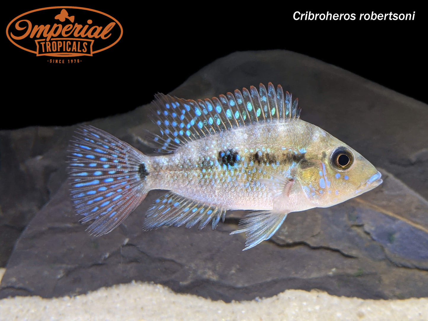 Emerald Cichlid