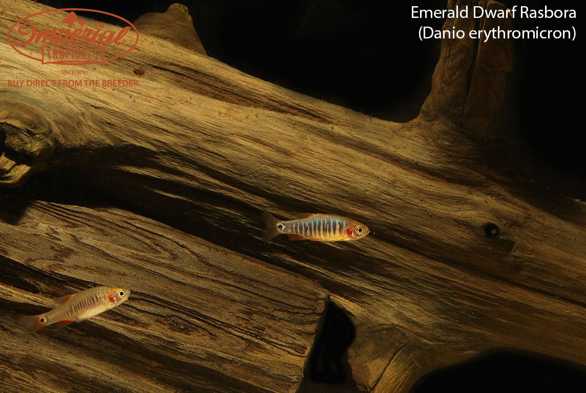 Emerald Dwarf Rasbora