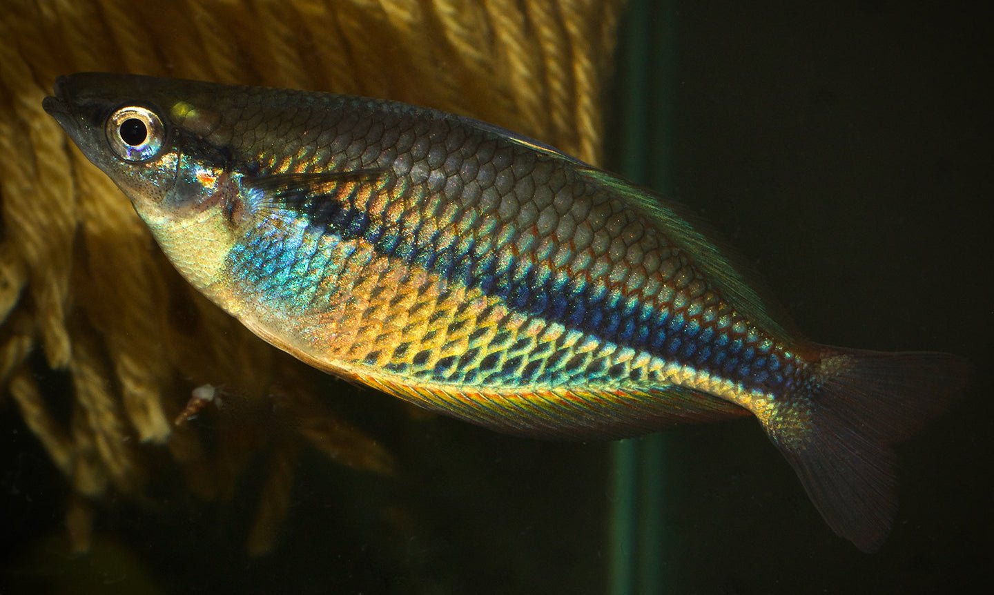 Etnaensis Rainbowfish