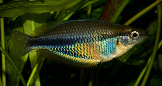 Etnaensis Rainbowfish