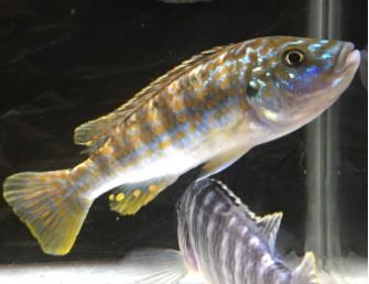 Exasperatus Cichlid (Melanochromis joanjohnsonae) - Imperial Tropicals