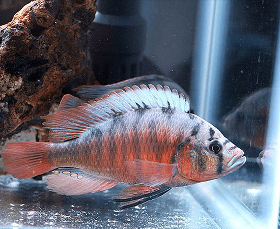 Fire Uganda Hap (Haplochromis sp.) - Imperial Tropicals