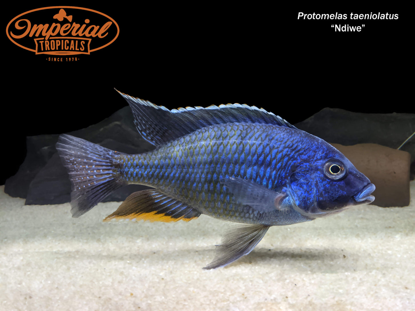 Fire Blue Empress "Ndiwe"