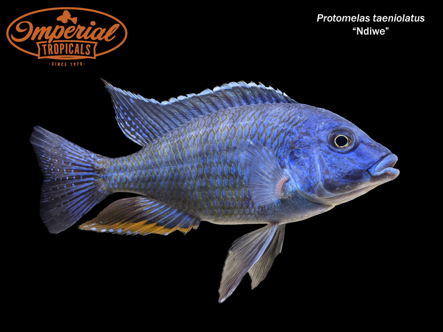 Fire Blue Empress "Ndiwe"