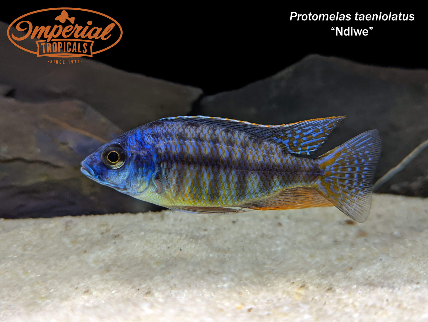 Fire Blue Empress "Ndiwe"