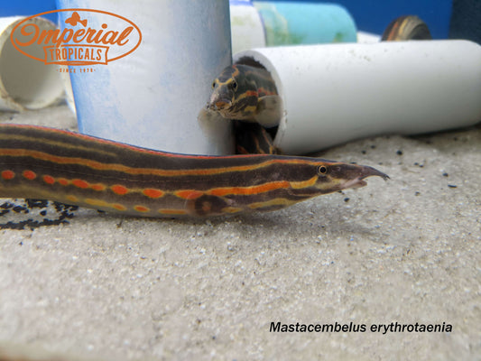 Fire Eel