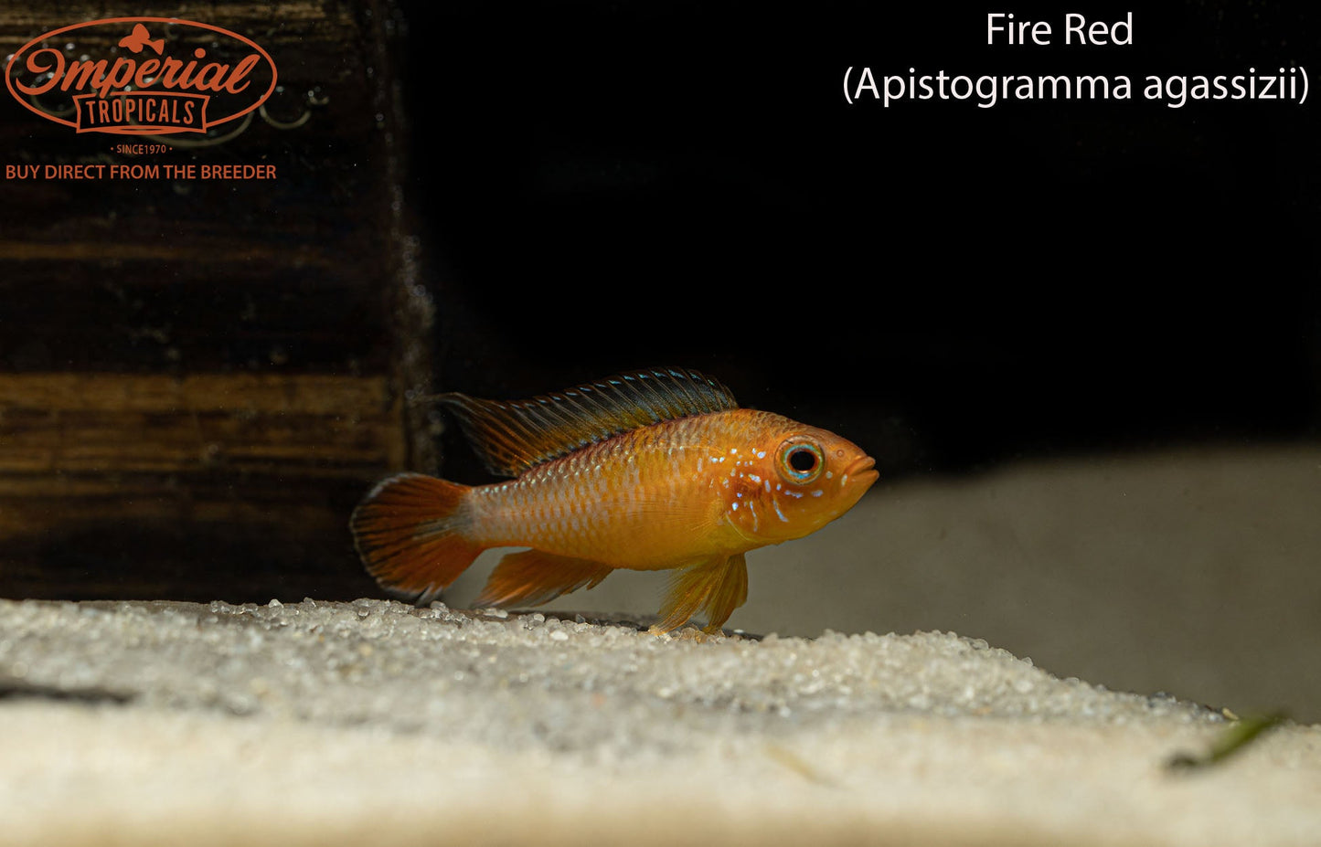 Fire Red Agassizii