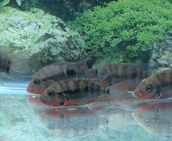 Firemouth Cichlid (Thorichthys meeki) - Imperial Tropicals