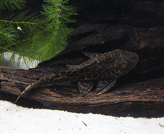 Common Pleco (Hypostomus plecostomus) - Imperial Tropicals