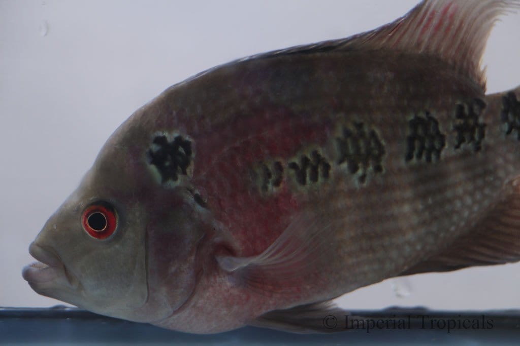 Red Dragon Flowerhorn Cichlid - Imperial Tropicals