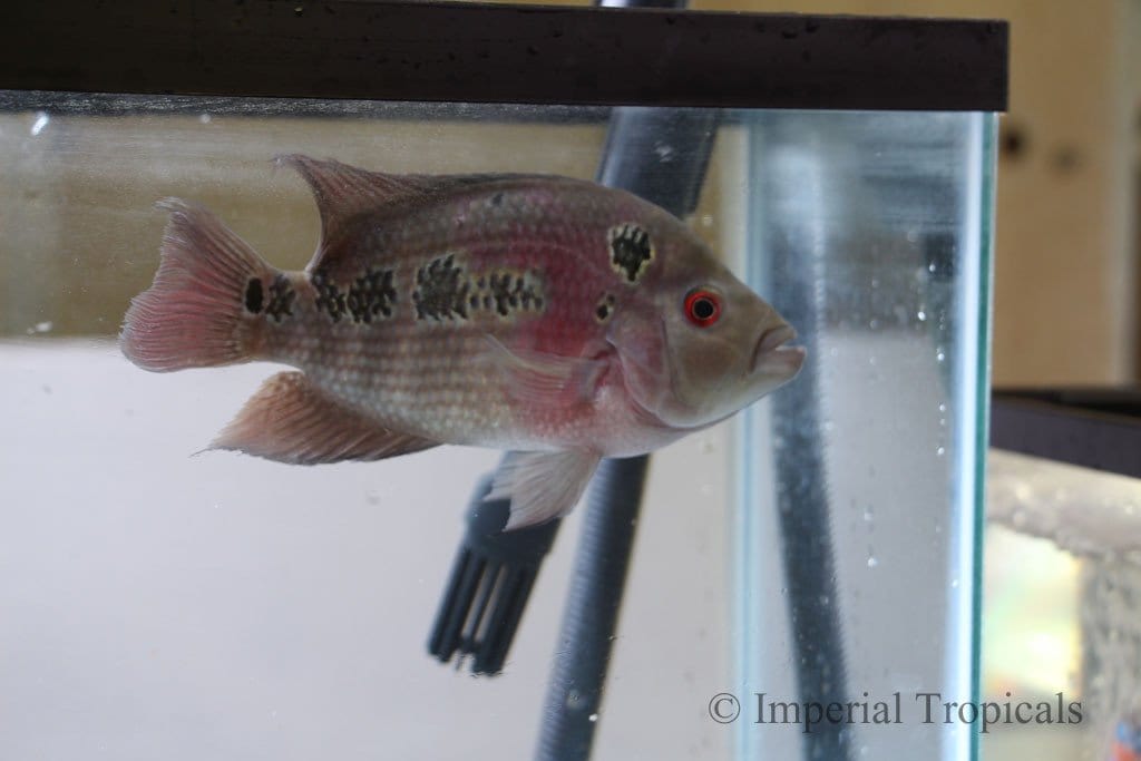 Red Dragon Flowerhorn Cichlid - Imperial Tropicals