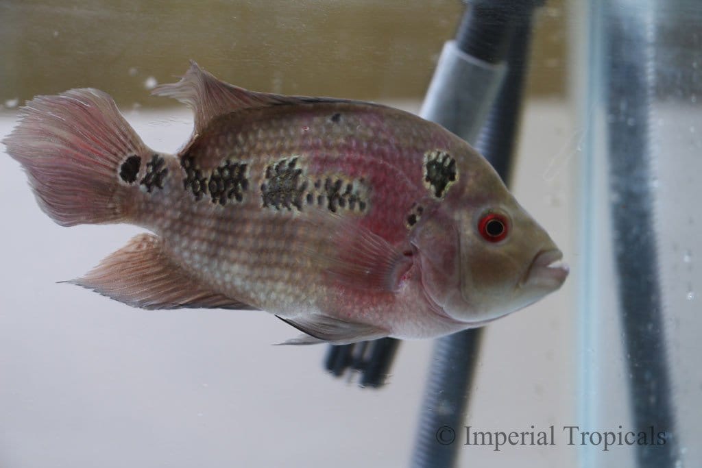 Red Dragon Flowerhorn Cichlid - Imperial Tropicals