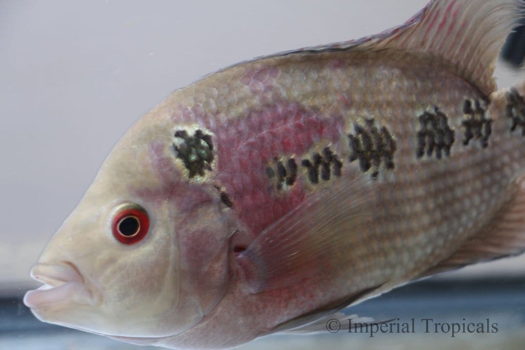 Red Dragon Flowerhorn Cichlid - Imperial Tropicals