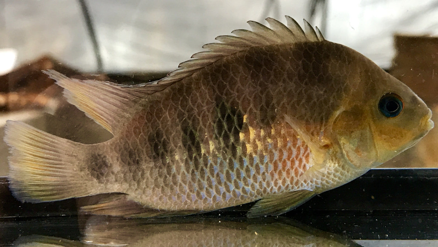 Seven Stripe Cichlid "San Juan" (Amatitlania septemfasciata) - Imperial Tropicals