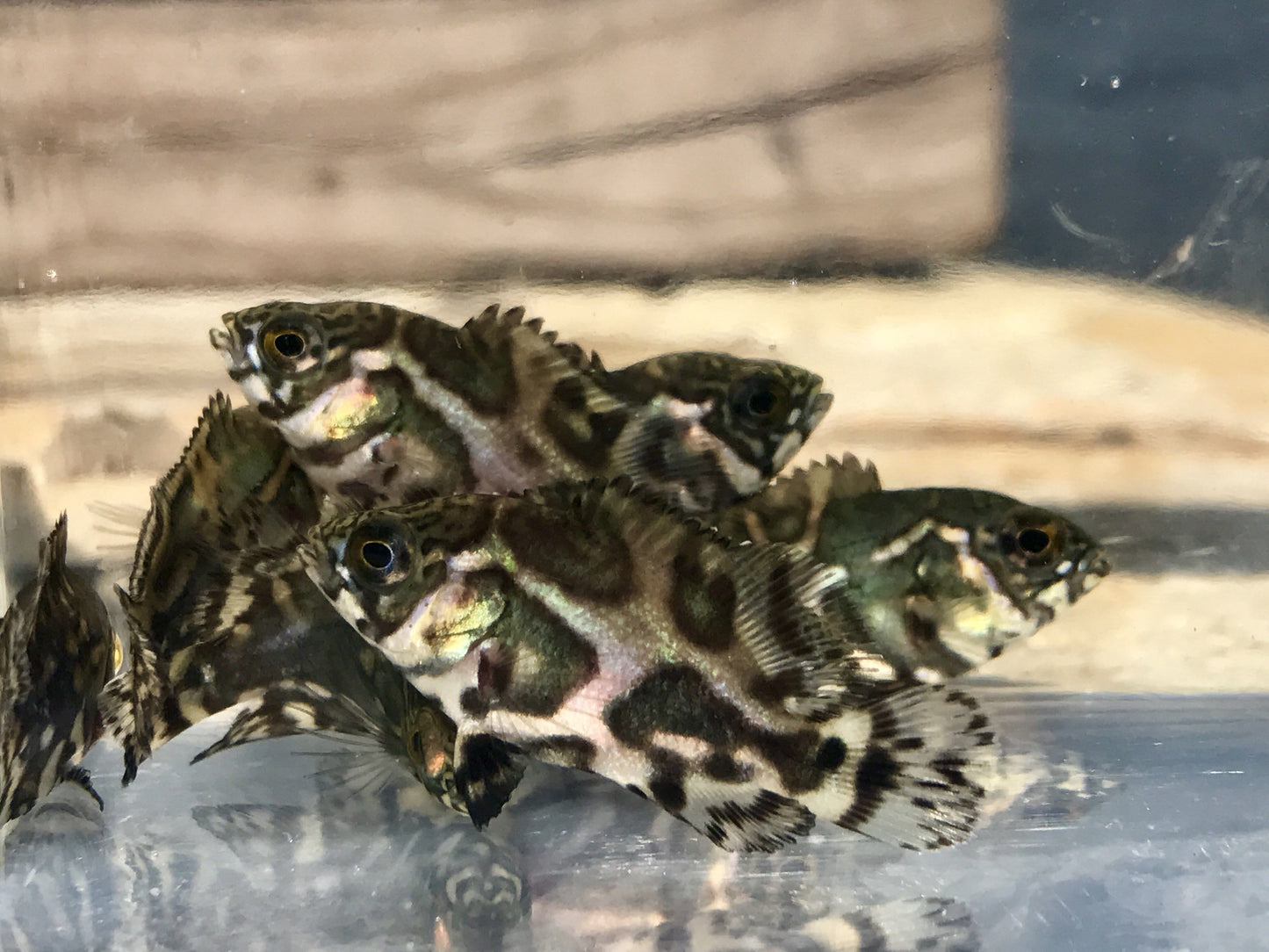 Tiger Oscar (Astronotus ocellatus) - Imperial Tropicals