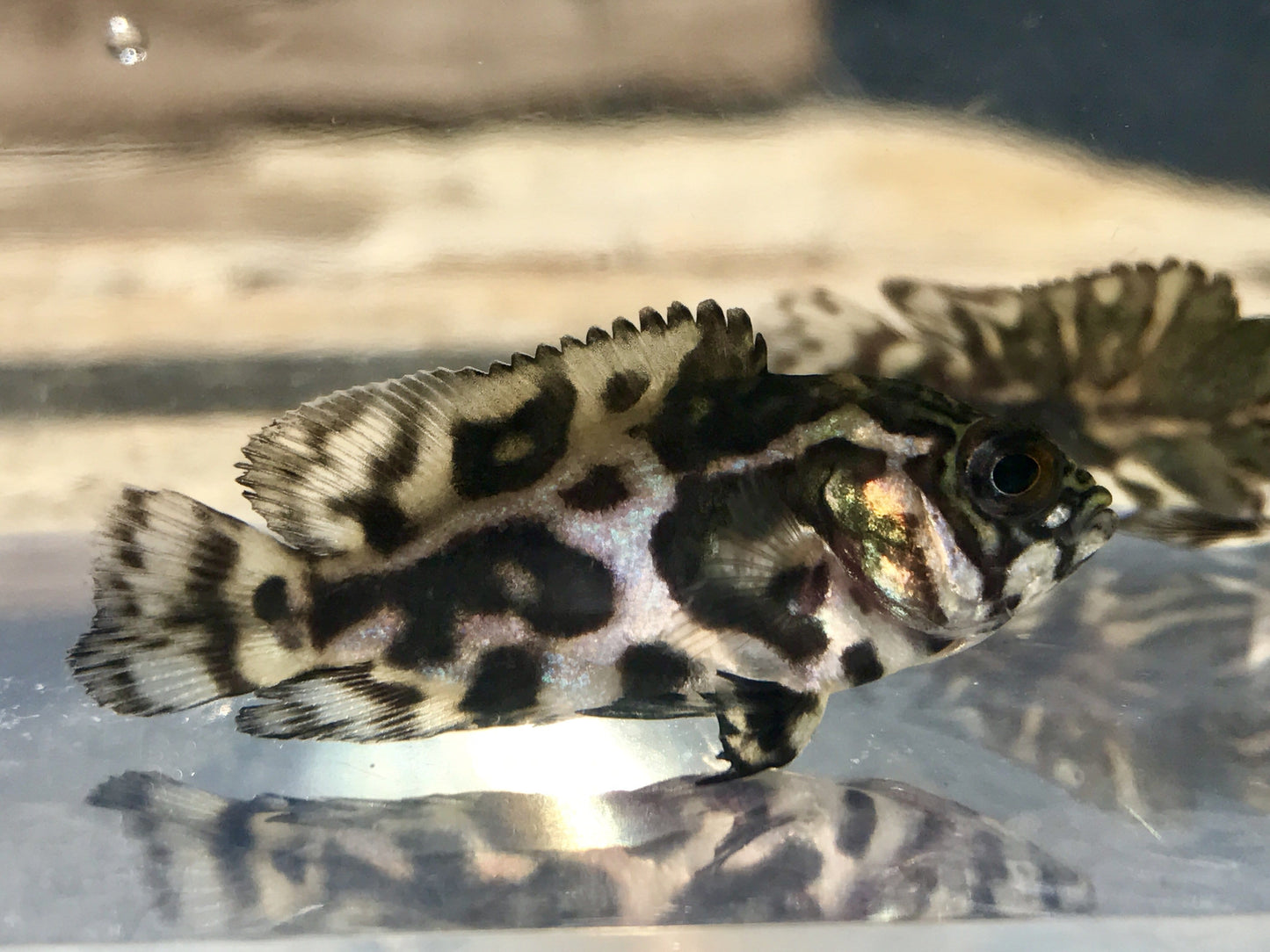 Tiger Oscar (Astronotus ocellatus) - Imperial Tropicals