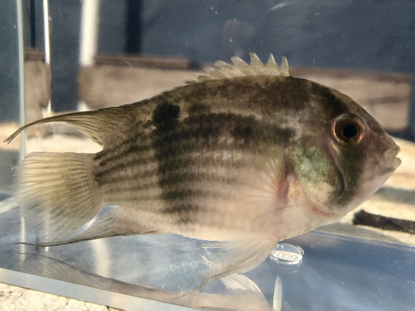 Keyhole Cichlid (Cleithracara maronii) - Imperial Tropicals