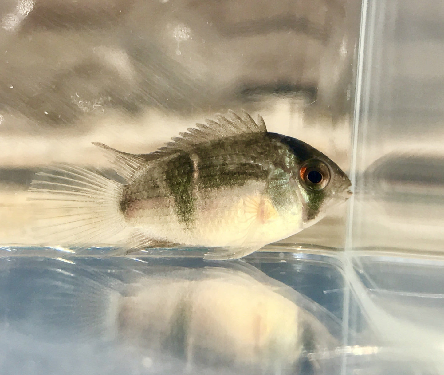 Keyhole Cichlid (Cleithracara maronii) - Imperial Tropicals
