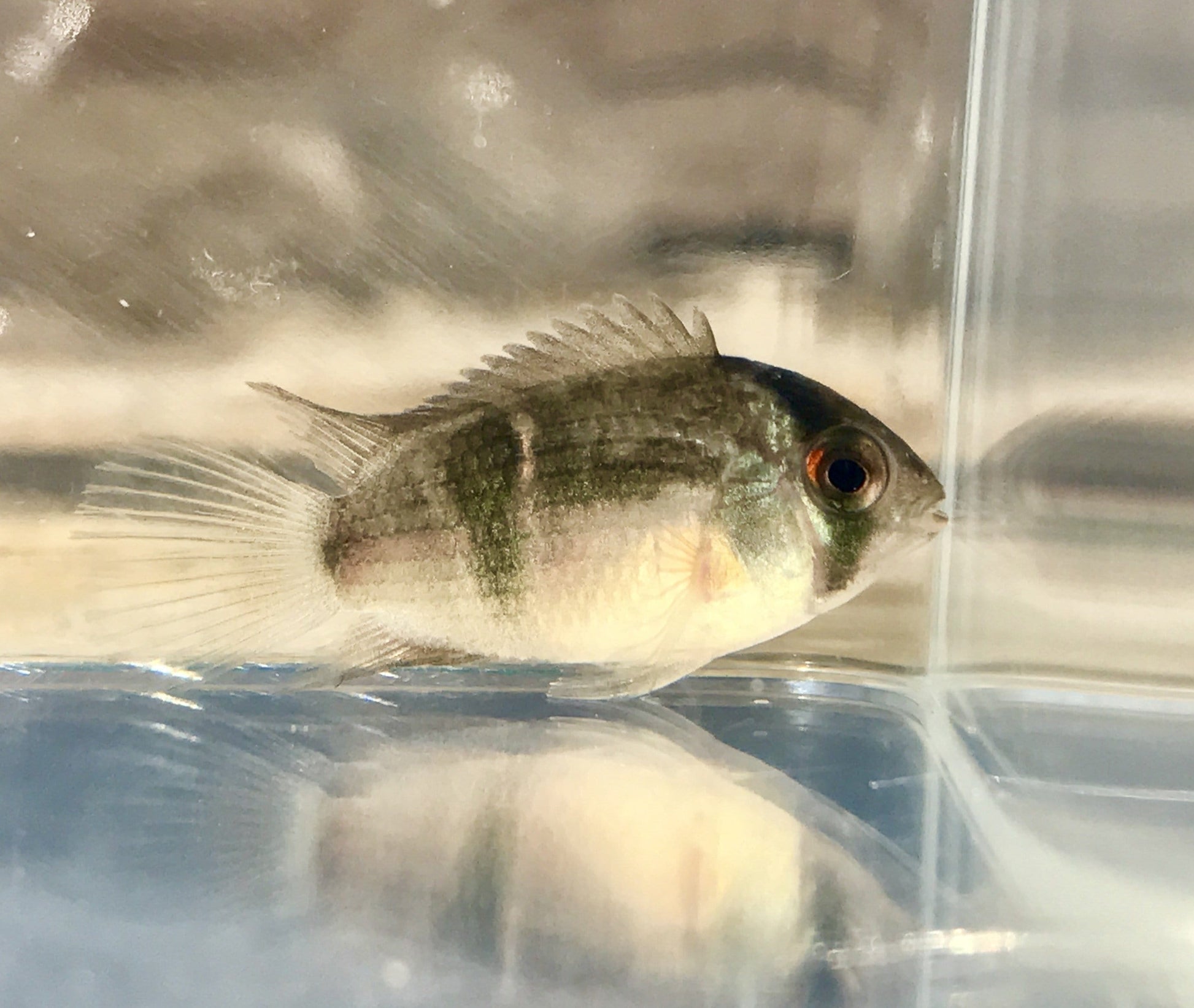 Keyhole Cichlid (Cleithracara maronii) - Imperial Tropicals