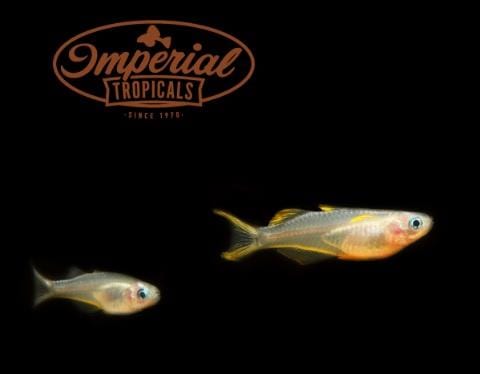 Forktail Blue-Eye (Pseudomugil furcata) - Imperial Tropicals