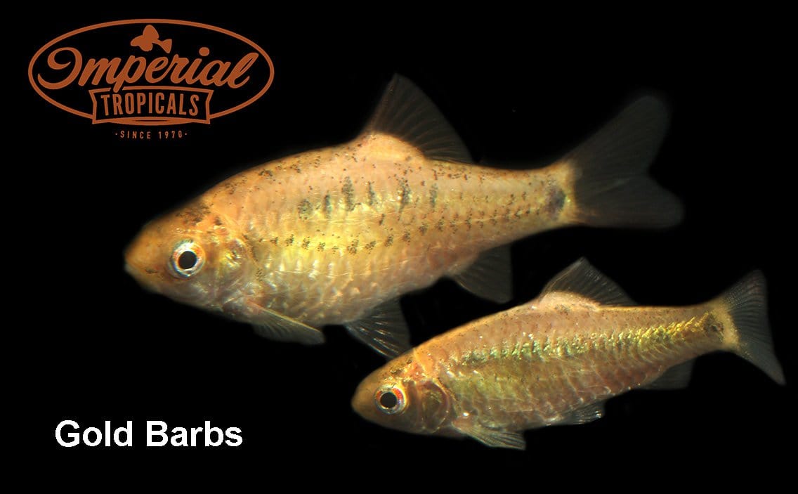 gold barb fish