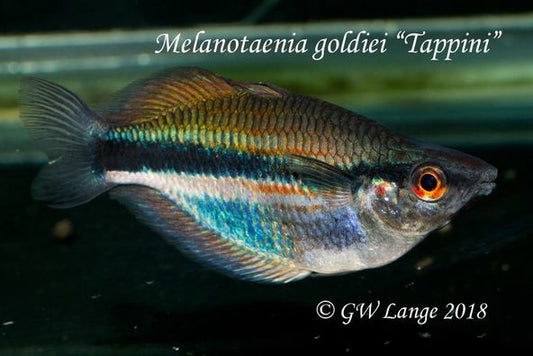 Tappini Rainbowfish