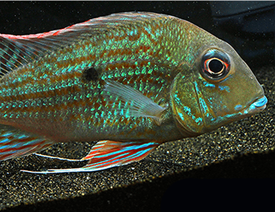(Geophagus altifrons) - Imperial Tropicals