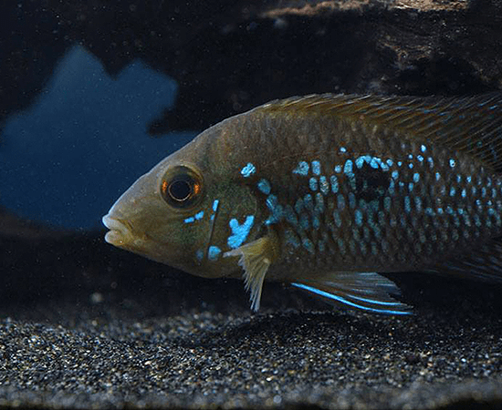 Pearl Cichlid (Geophagus brasiliensis) - Imperial Tropicals