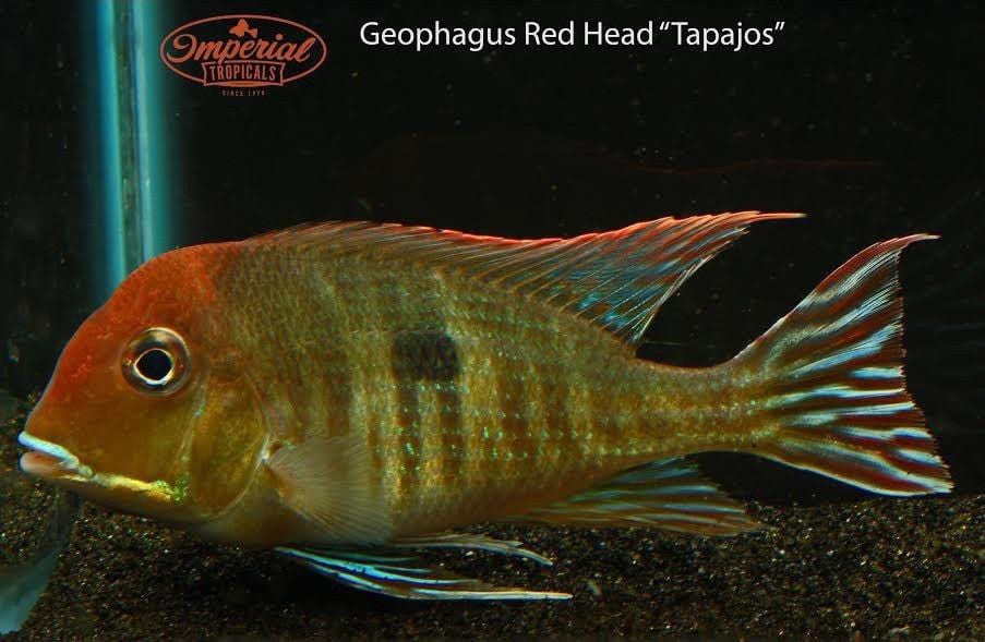 Springe overholdelse højde Red Head Tapajos (Geophagus pyrocephalus) - shop Imperial Tropicals