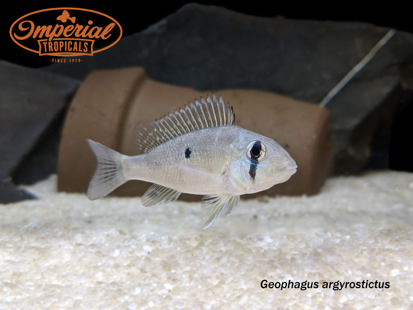 Blue Lip Geophagus
