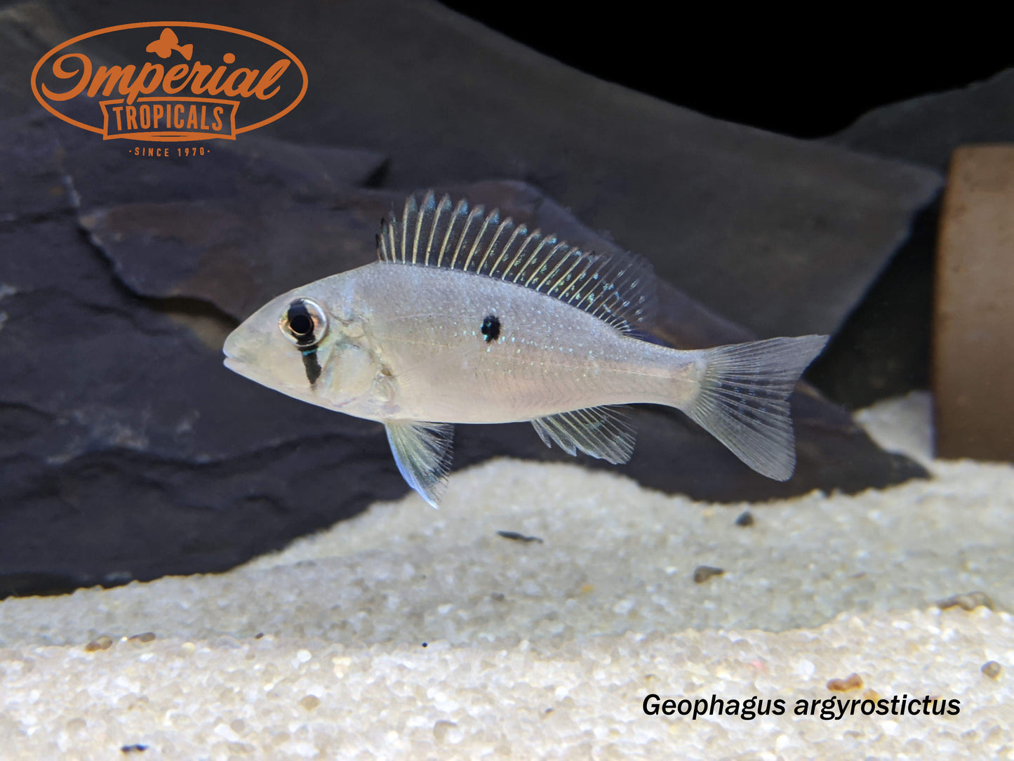 Blue Lip Geophagus