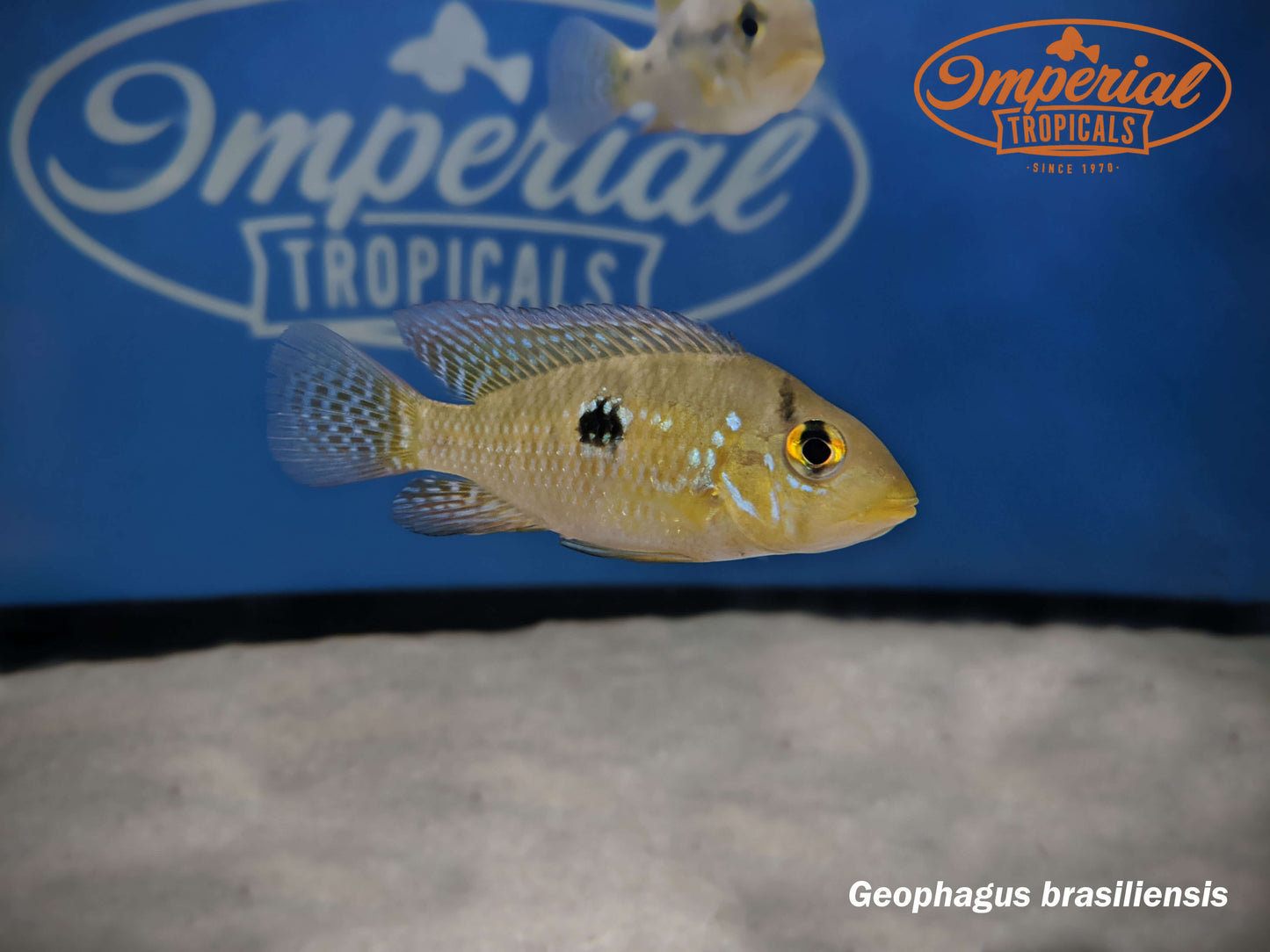 Pearl Cichlid