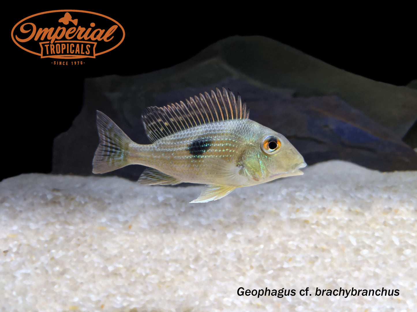 Geophagus cf. brachybranchus