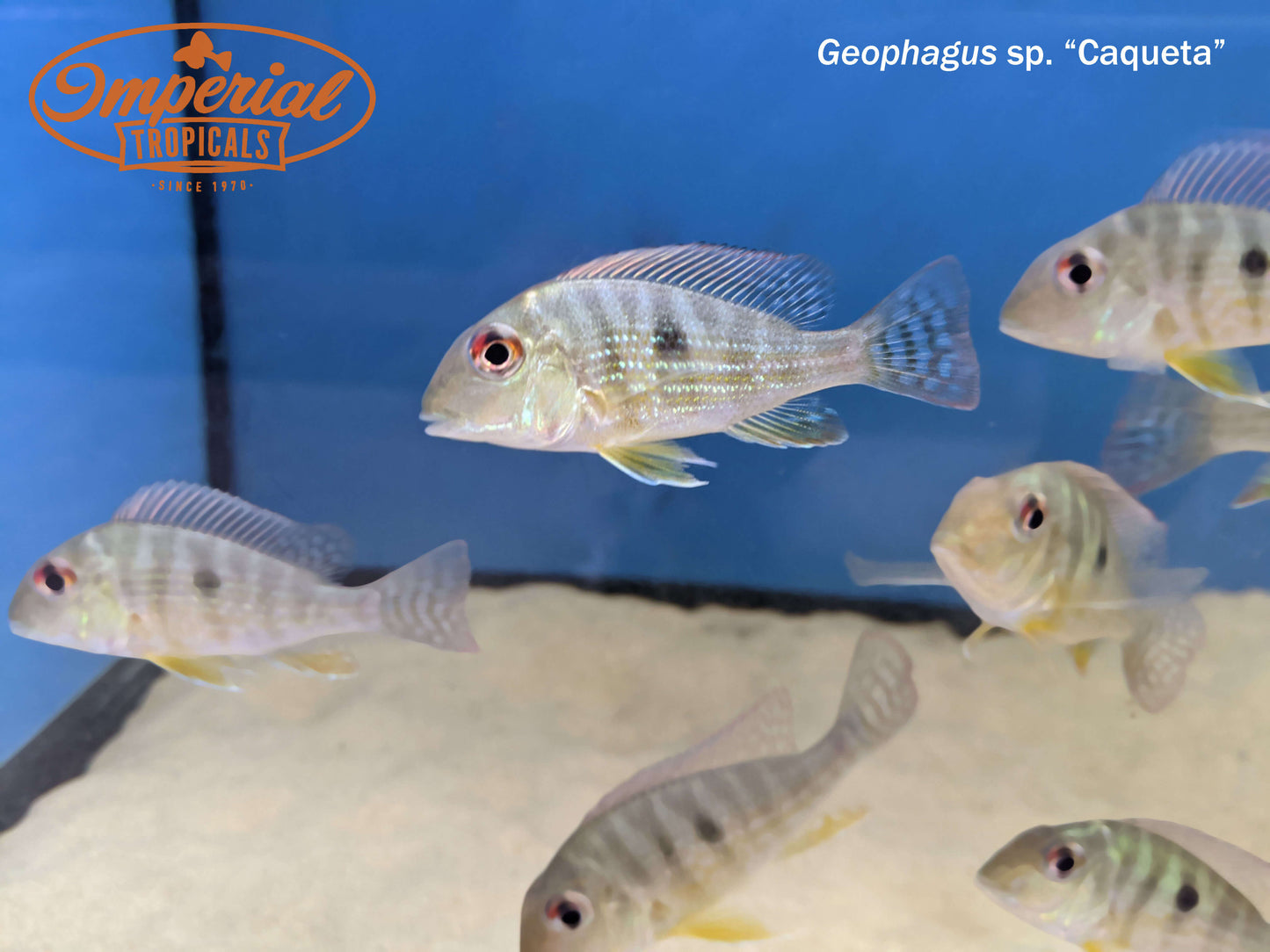 Geophagus sp. Caqueta