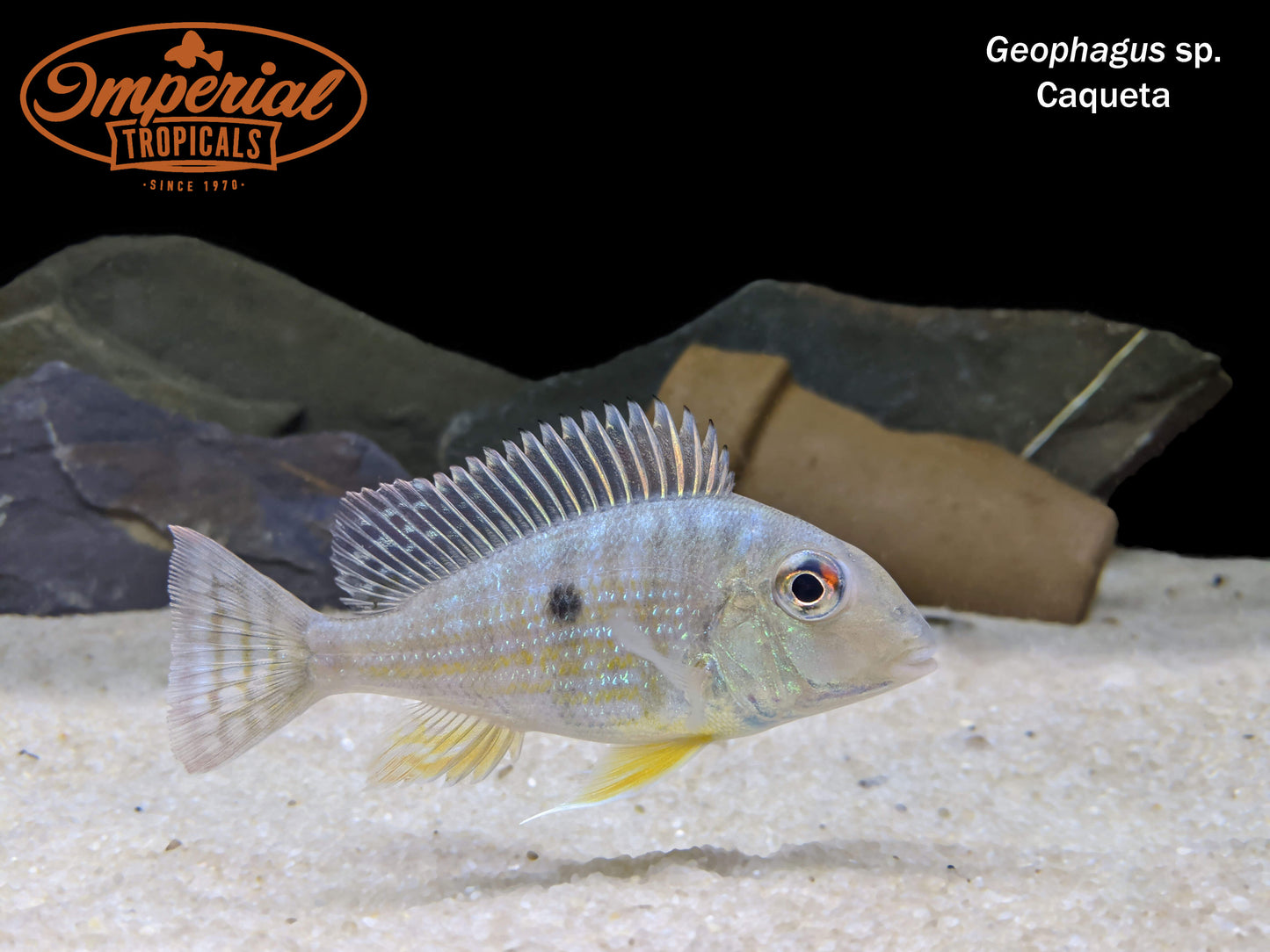 Geophagus sp. Caqueta