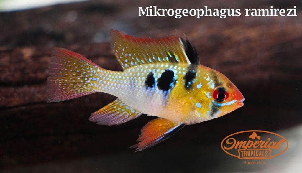 German Blue Ram (Mikrogeophagus ramirezi) - shop Imperial Tropicals