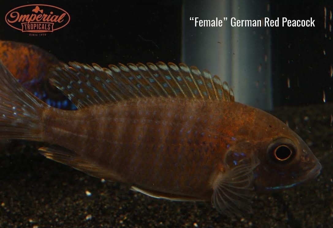 German Red Peacock (Aulonocara sp.) - Imperial Tropicals