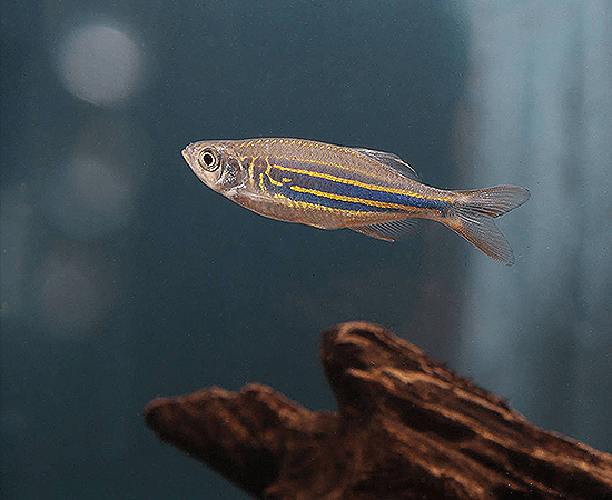 Giant Danio (Devario aequipinnatus) - Imperial Tropicals