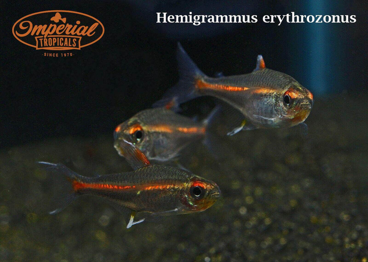 Glowlight Tetra