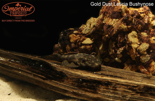 Gold Dust Bushynose